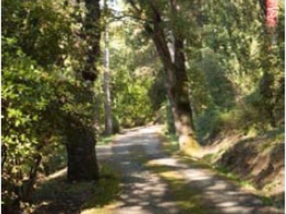 Fiesole Bosconi - Viale di accesso alla Villa