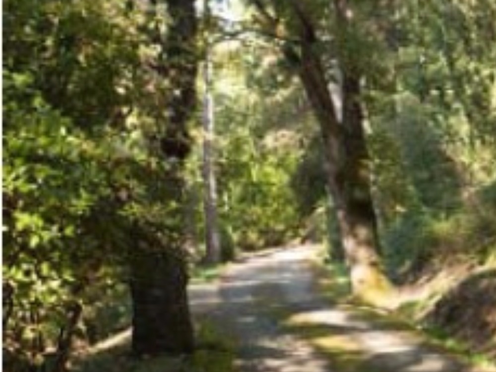 Fiesole porzione Villa piano terreno - Viale di accesso