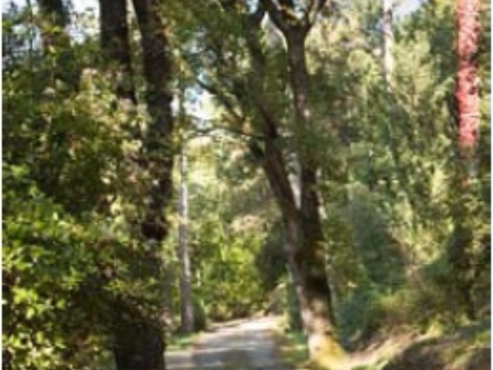 Fiesole terrazzo e giardino Porzione Villa - Viale di accesso alla Villa