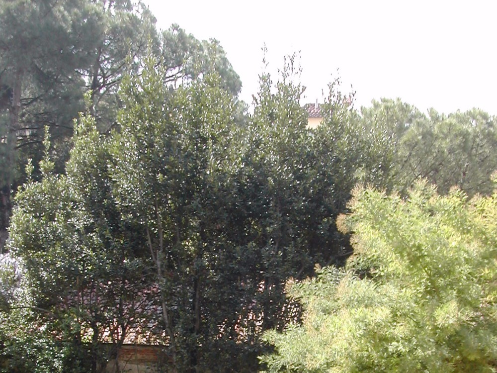 Santo Spirito - Vista